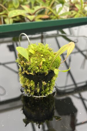 Close Up of Utricularia praetermissa {Cordillera de Talamanca, Panama, 1100m} | Best Carnivorous Plants | BCP-1545 | 20577