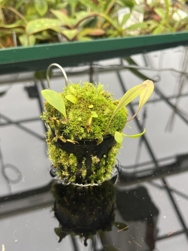 Close Up of Utricularia praetermissa {Cordillera de Talamanca, Panama, 1100m} | Best Carnivorous Plants | BCP-1545 | 20577