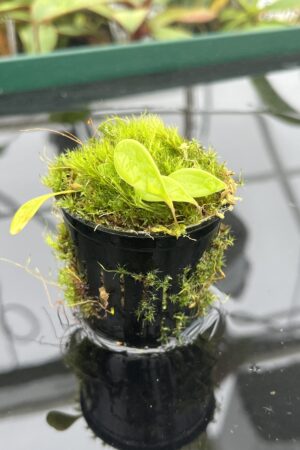 Close Up of Utricularia quelchii | Best Carnivorous Plants | 20528