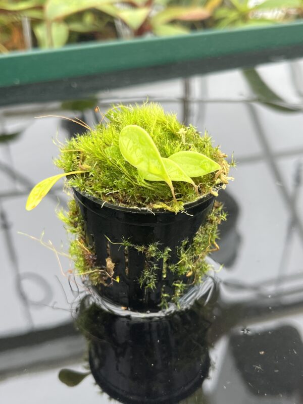 Close Up of Utricularia quelchii | Best Carnivorous Plants | 20528