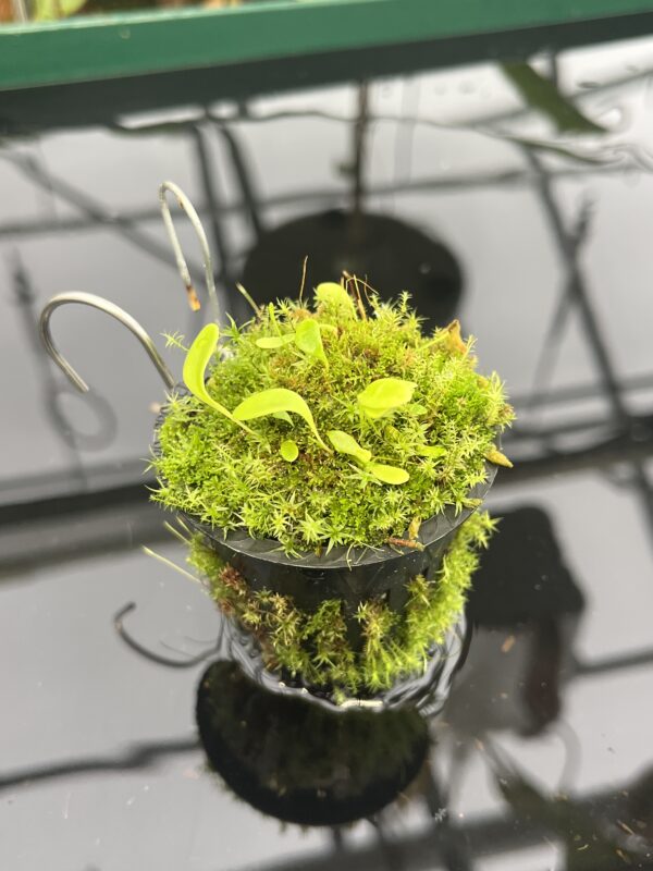 Close Up of Utricularia quelchii | Best Carnivorous Plants | BCP-138 | 20576