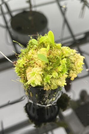 Close Up of Utricularia quelchii {Christian Klein clone} | Best Carnivorous Plants | 20725