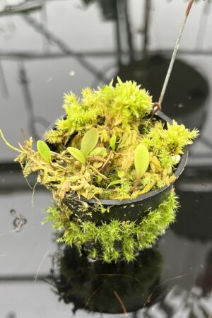 Close Up of Utricularia quelchii {luminous reflective flower, canyon of a mountain river, Akopan Tepui, Venezuela} | Best Carnivorous Plants | BCP-163 | 20728