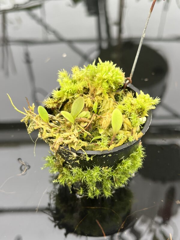 Close Up of Utricularia quelchii {luminous reflective flower, canyon of a mountain river, Akopan Tepui, Venezuela} | Best Carnivorous Plants | BCP-163 | 20728