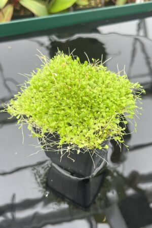 Close Up of Utricularia sandersonii 'Blue' | Florae Collaborative | 20398