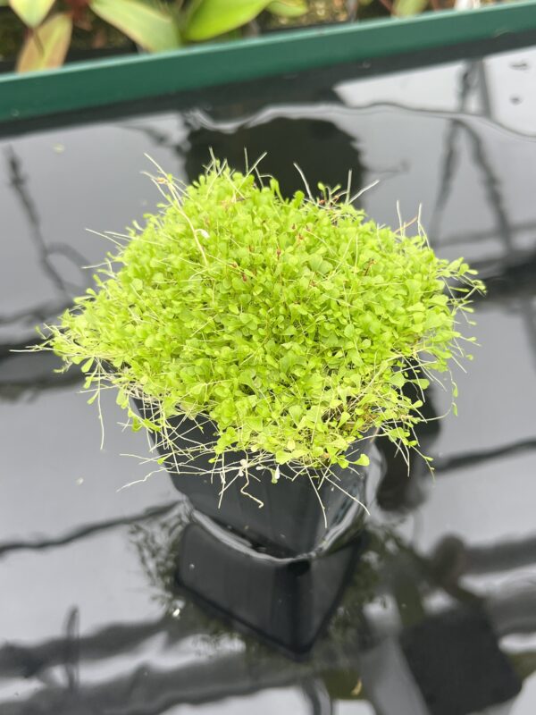 Close Up of Utricularia sandersonii 'Blue' | Florae Collaborative | 20398