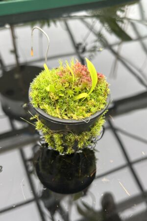 Close Up of Utricularia uxoris {El Copal, Pejibaye, Cartago province, Costa Rica} | Best Carnivorous Plants | BCP-2186, 2092 | 20726