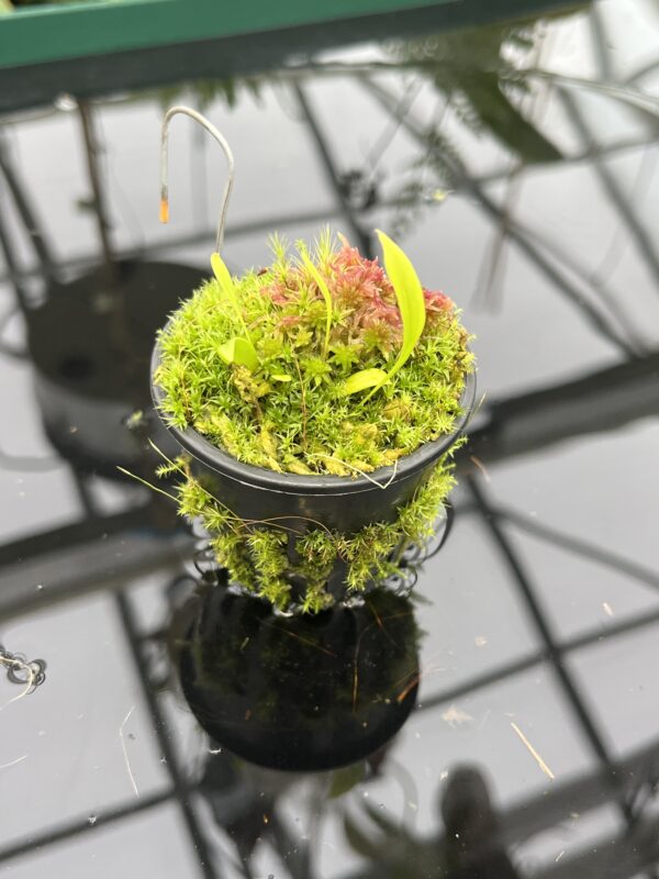 Close Up of Utricularia uxoris {El Copal, Pejibaye, Cartago province, Costa Rica} | Best Carnivorous Plants | BCP-2186, 2092 | 20726