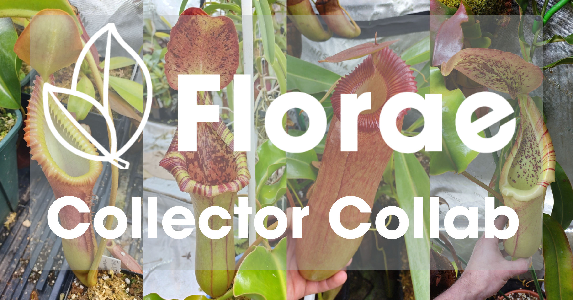 Collector Collab - Joe Sullivan — Florae Collaborative