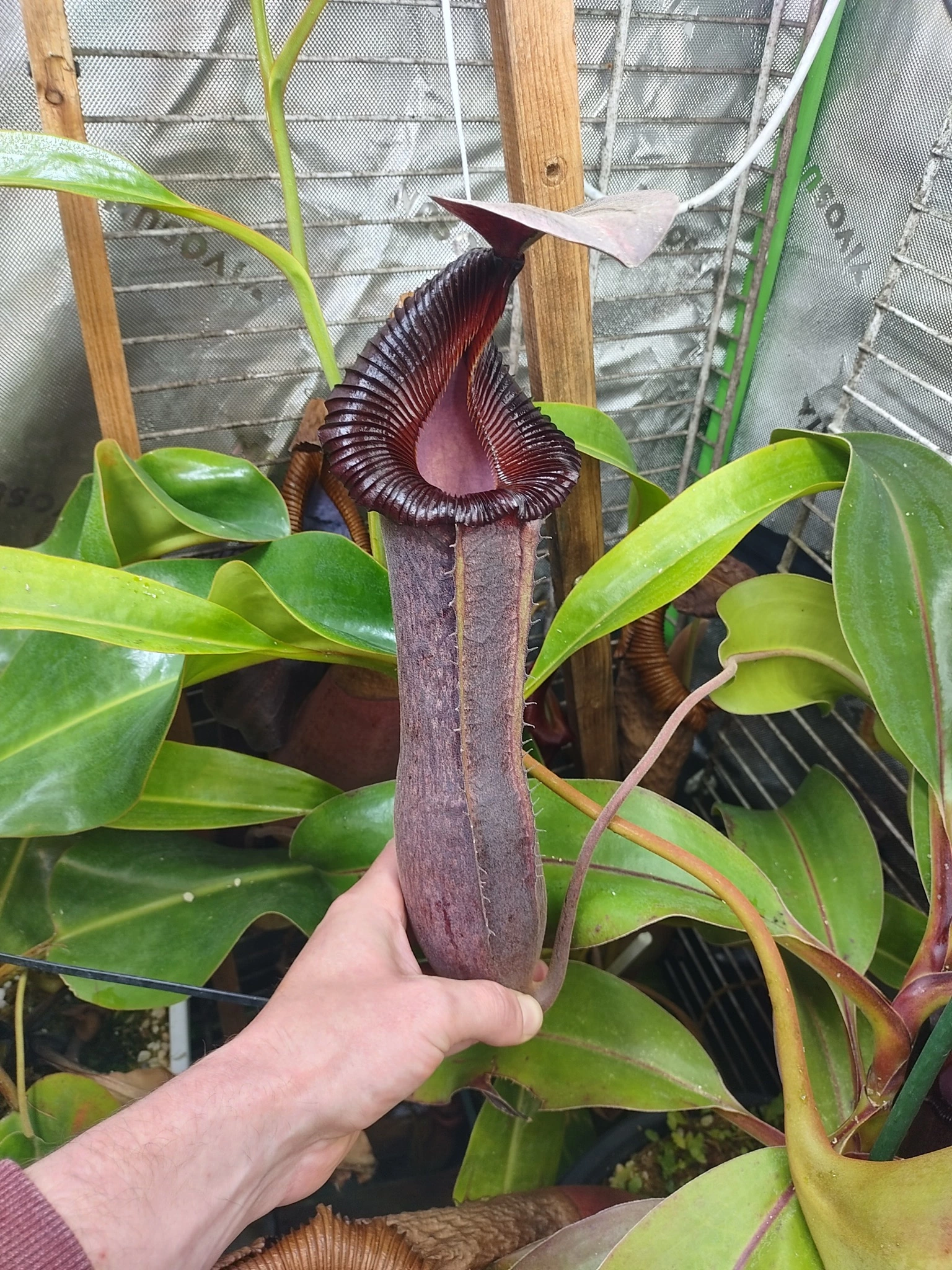 Nepenthes {[(lowii x veitchii) x boschiana] x [(veitchii x maxima) x veitchii]} x edwardsiana