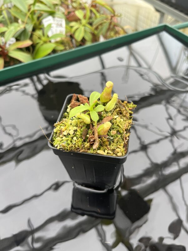 Wide Angle of Nepenthes ventricosa Black/Purple x villosa | JH | Florae | Florae Collaborative | FC-361.01 | 20388