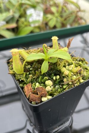 Close Up of Nepenthes ventricosa Black/Purple x villosa | JH | Florae | Florae Collaborative | FC-361.01 | 20388