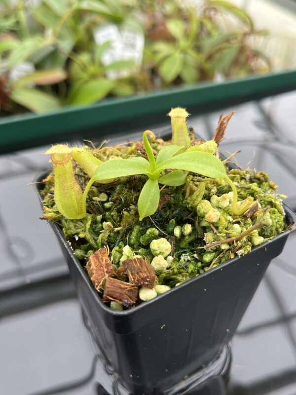 Close Up of Nepenthes ventricosa Black/Purple x villosa | JH | Florae | Florae Collaborative | FC-361.01 | 20388
