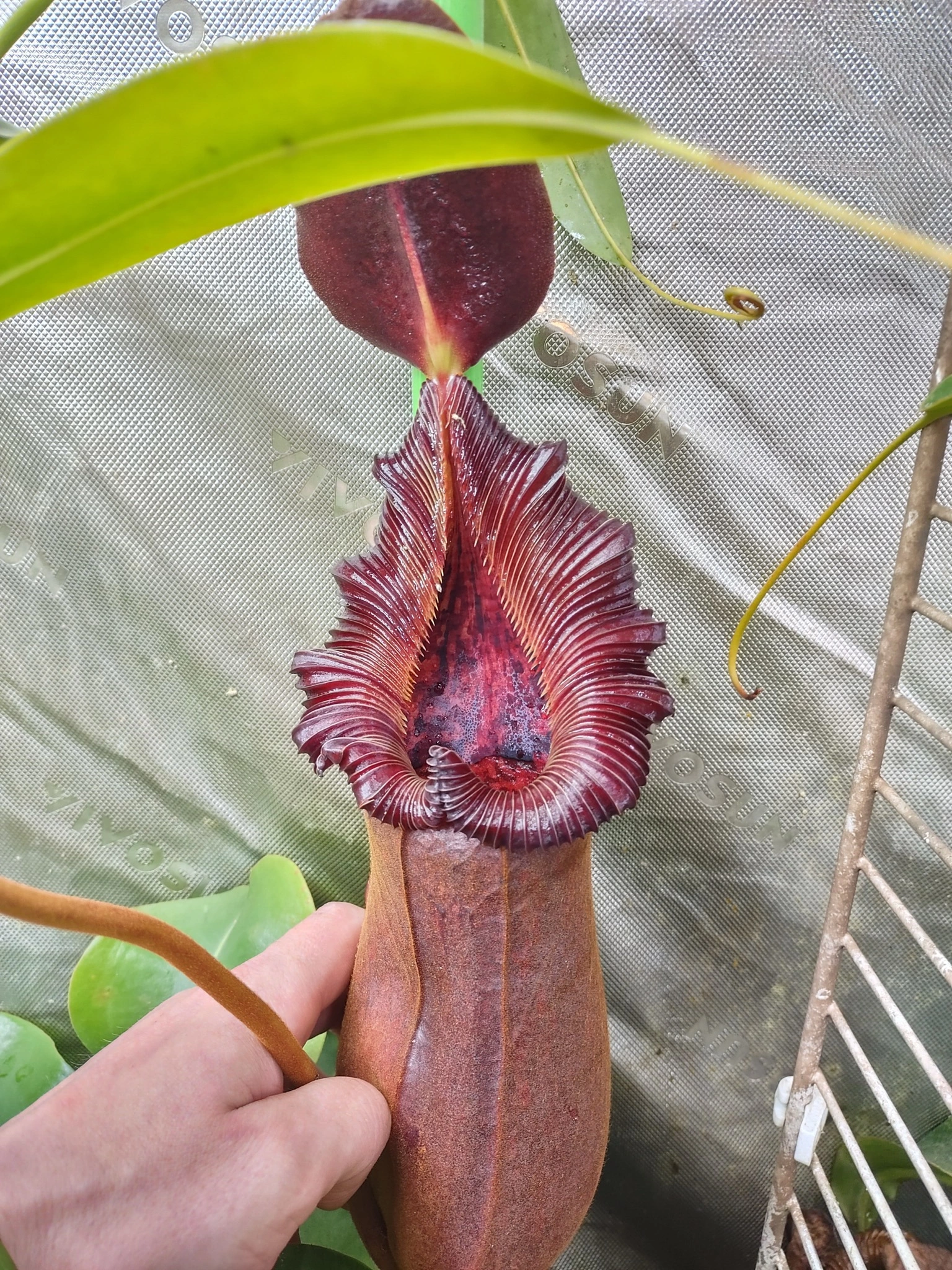 Nepenthes xtrusmadiensis x robcantleyi