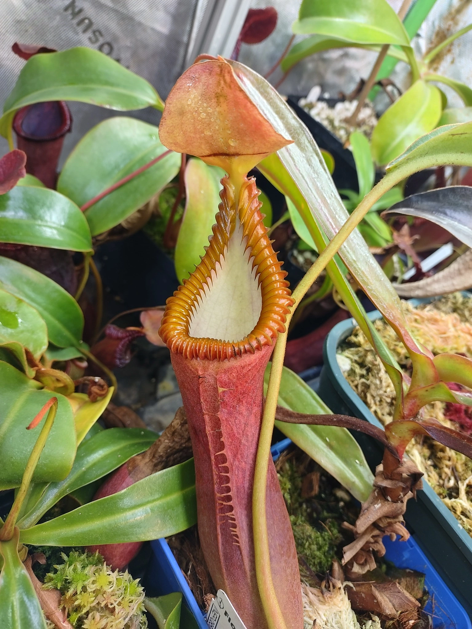 Nepenthes xtrusmadiensis x edwardsiana