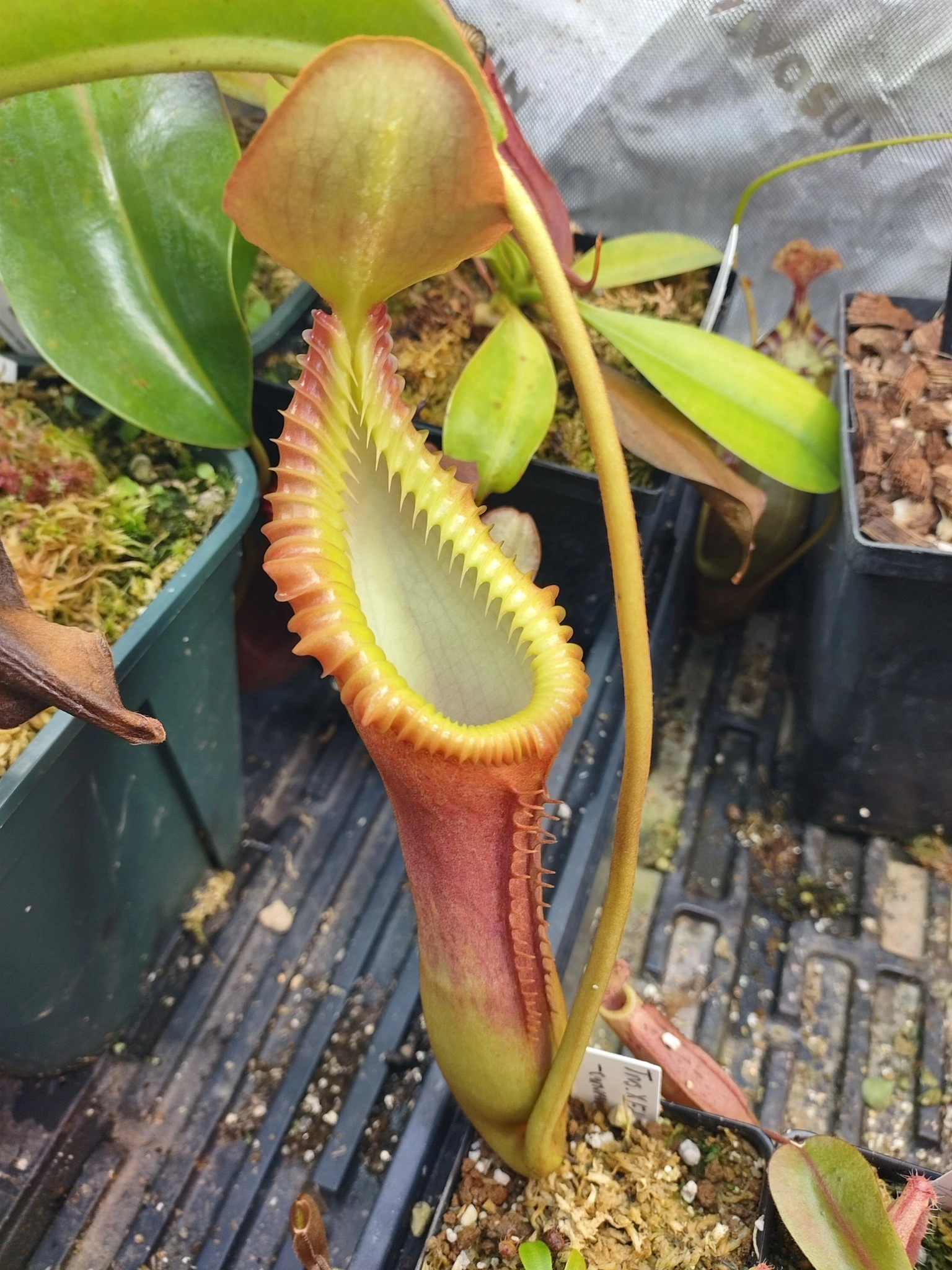 Nepenthes xtrusmadiensis x edwardsiana