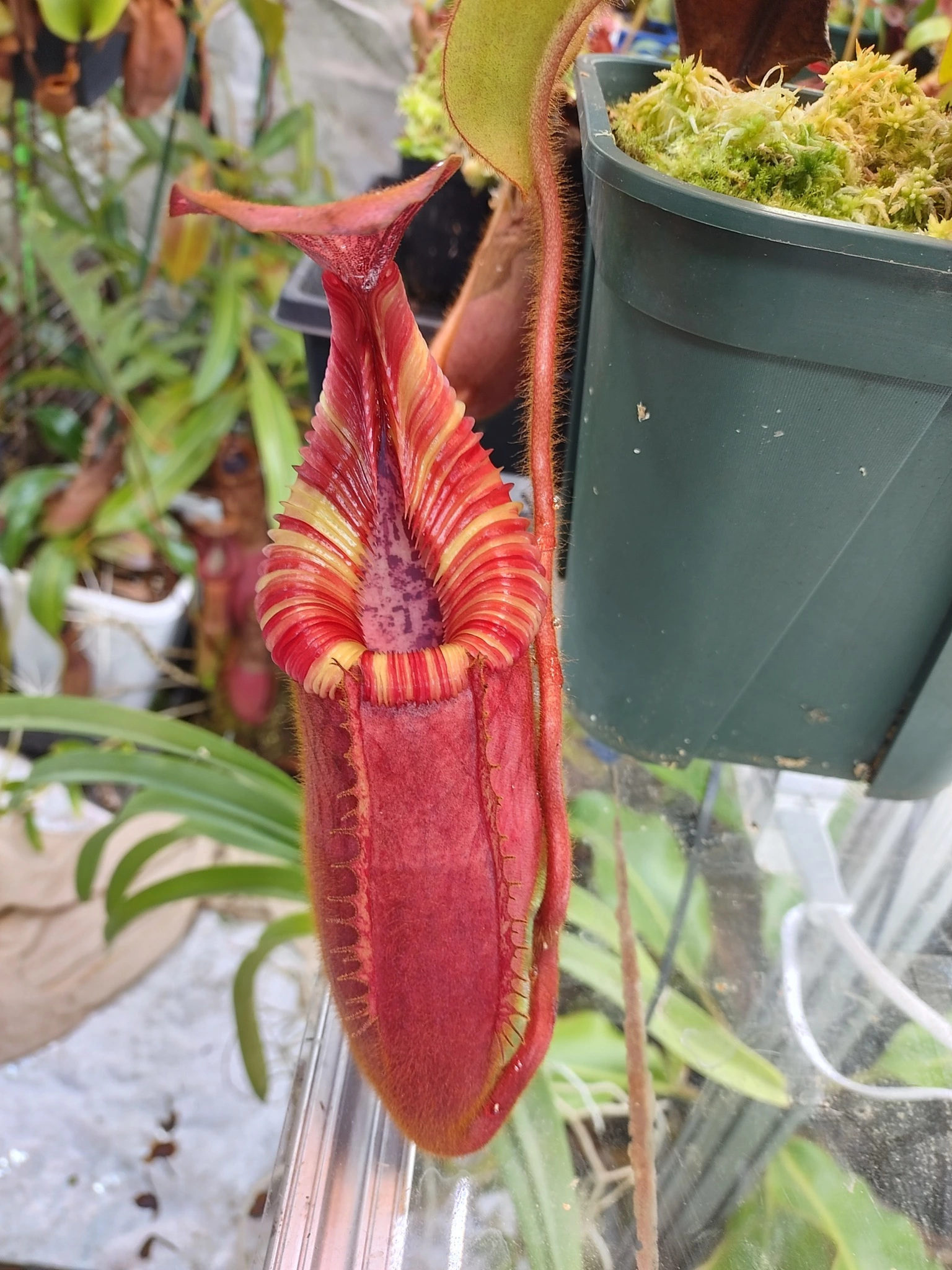 Nepenthes villosa x veitchii