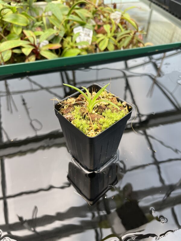 Wide Angle of Brocchinia aff. steyermarkii {seedgrown, slender form, Auyan Tepui plateau, Venezuela} | Best Carnivorous Plants | BCP-2267-00 | 20419