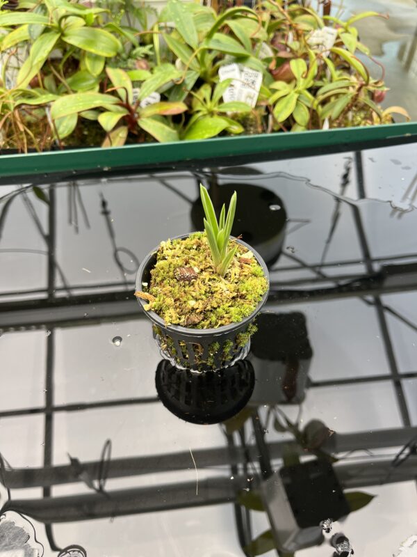 Wide Angle of Brocchinia reducta {France strain, clone # 1, 2} | Best Carnivorous Plants | 20422