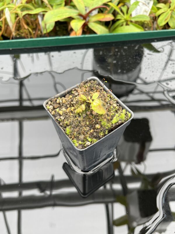 Wide Angle of Cephalotus follicularis | Christian Klein | 20579