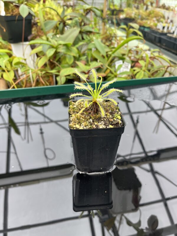 Wide Angle of Drosera capensis {White Flower Form} | Best Carnivorous Plants | 20468