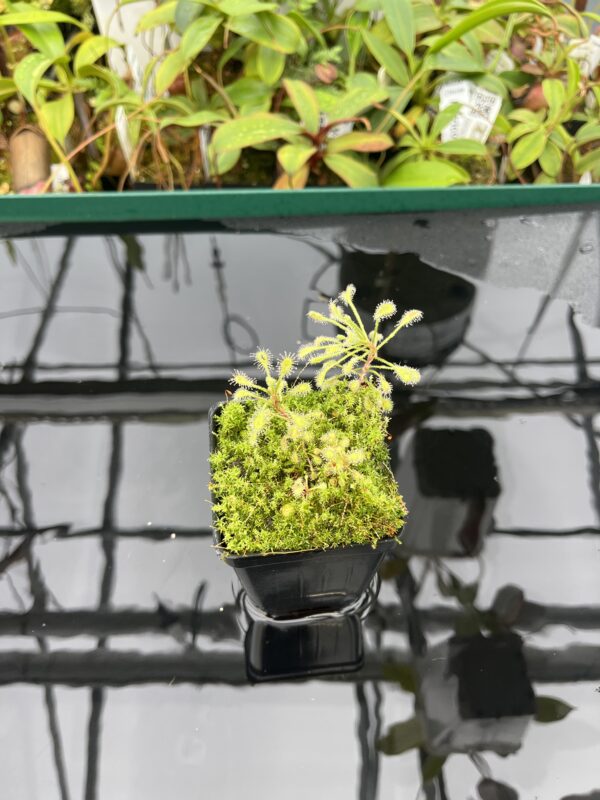 Wide Angle of Drosera curvipes {Donkerhoek, Gauteng Province, South Africa} | Best Carnivorous Plants | BCP-2645 | 20467