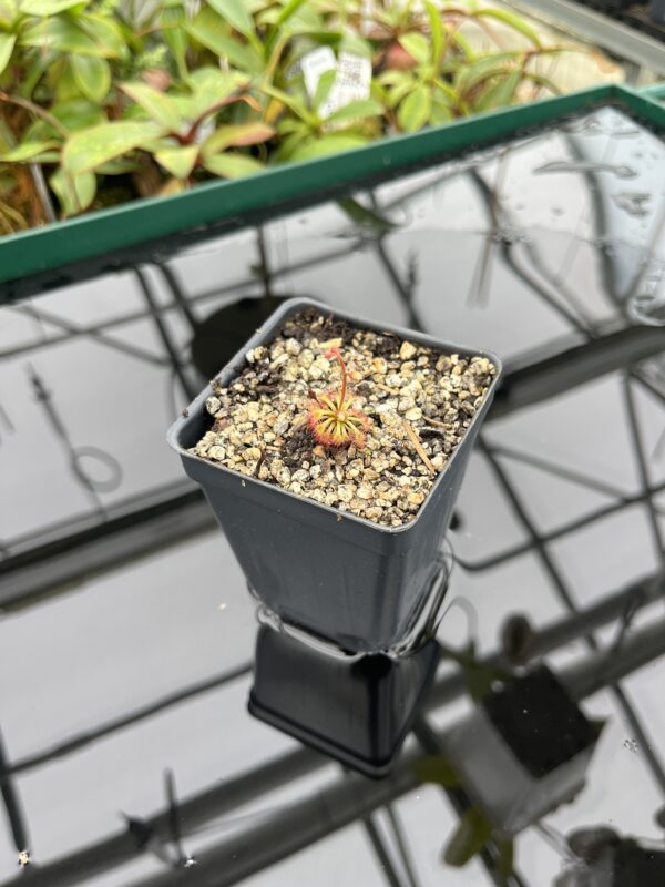 Wide Angle of Drosera kaieteuresis {Kako village, savanna under Mt. Eboropu, Guyana} | Best Carnivorous Plants | BCP-2557 | 20518