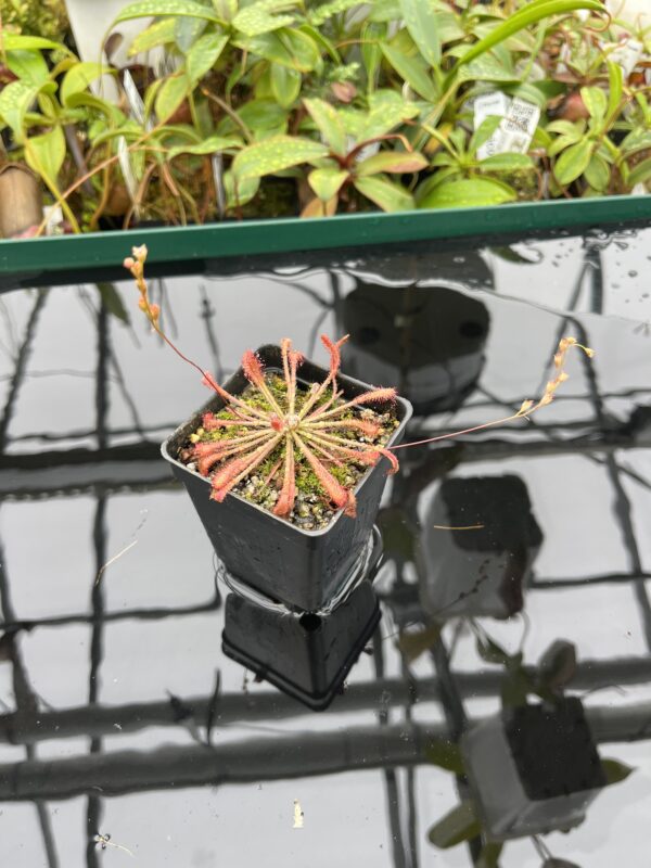 Wide Angle of Drosera oblanceolata {true, Hong Kong} | Best Carnivorous Plants | BCP-910 | 20502