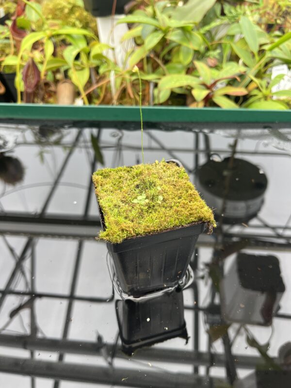 Wide Angle of Genlisea aurea {Caparao, MG, Brazil} | Best Carnivorous Plants | BCP-001 | 20469