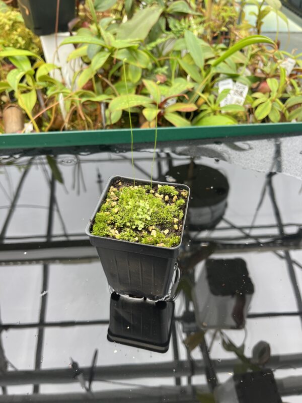 Wide Angle of Genlisea filiformis | Best Carnivorous Plants | BCP-050 | 20470