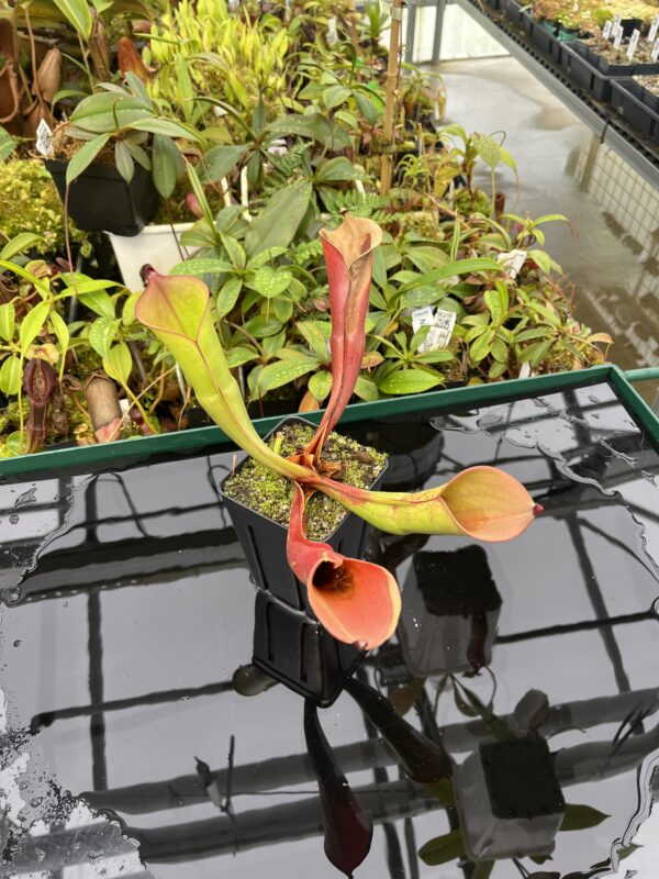 Wide Angle of Heliamphora electrum | Clone: 01 | Andreas Wistuba | AW-H_spVen.2 | 20541