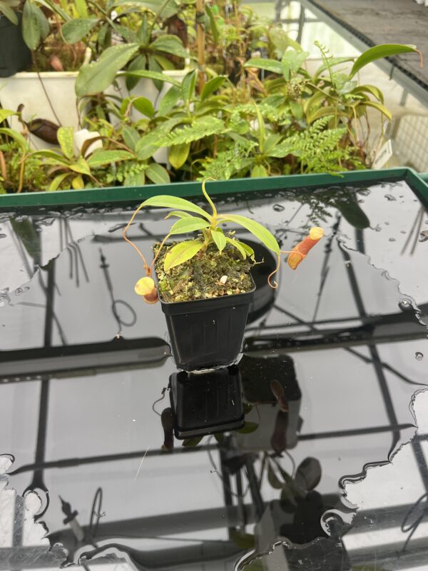 Wide Angle of Nepenthes aenigma | Borneo Exotics | BE-3770 | 20629