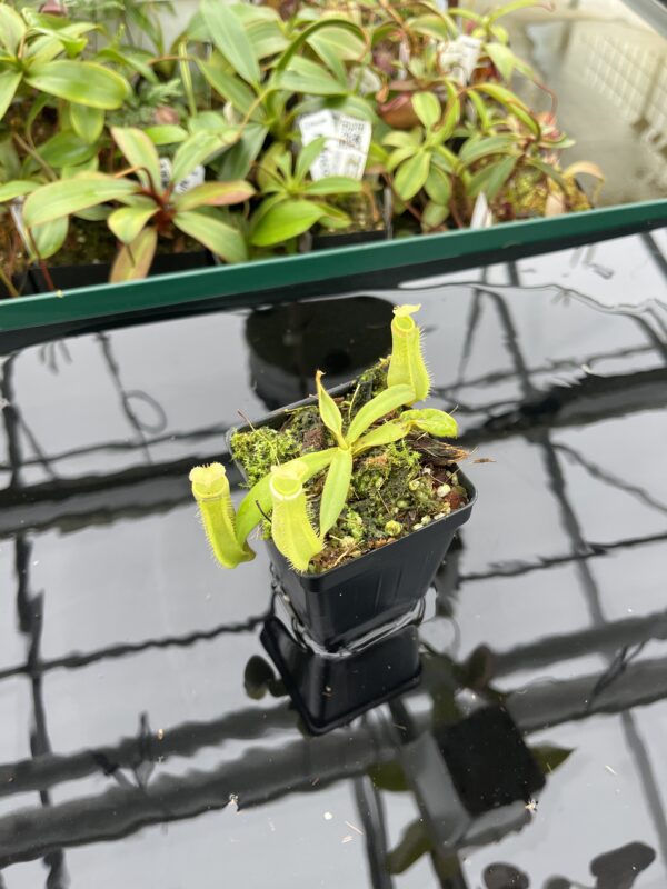 Wide Angle of Nepenthes albomarginata | Borneo Exotics | BE-3004 | 20379
