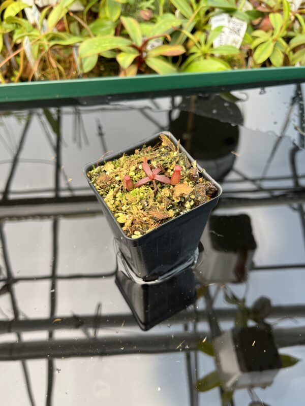Wide Angle of Nepenthes albomarginata, red (Gunung Jerai) | Florae | SG | Florae Collaborative | FC-367 | 20481