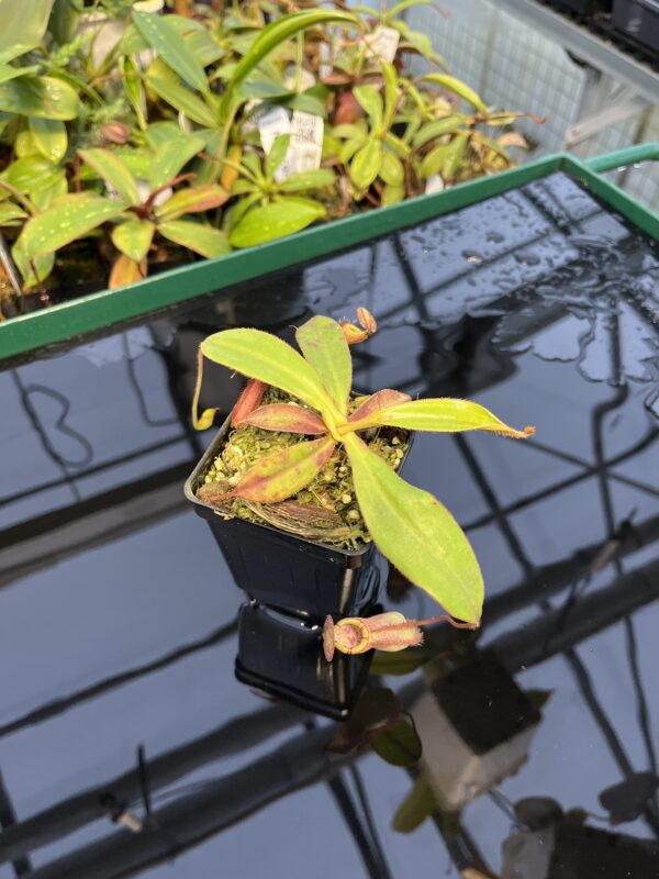 Wide Angle of Nepenthes albomarginata x attenboroughii | Borneo Exotics | BE-4513 | 20433