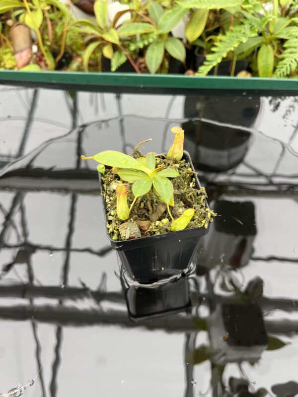 Wide Angle of Nepenthes albomarginata x attenboroughii | Borneo Exotics | BE-4513 | 20644