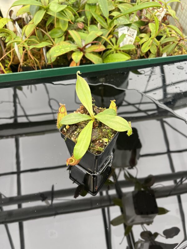 Wide Angle of Nepenthes ampullaria | Borneo Exotics | BE-3681 | 20571