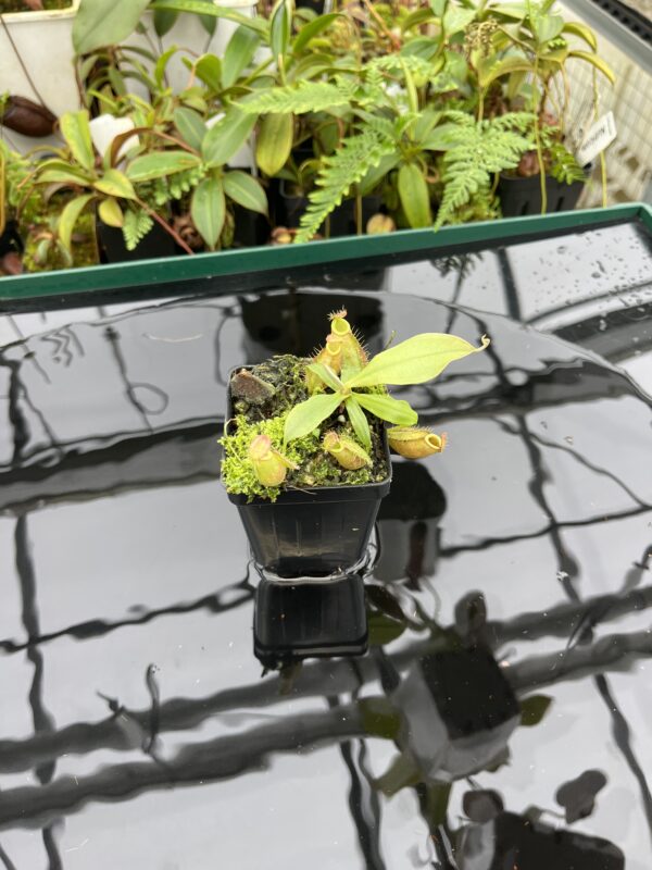 Wide Angle of Nepenthes ampullaria | Borneo Exotics | BE-3681 | 20608