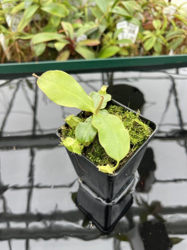 Wide Angle of Nepenthes ampullaria 'Pink' | Florae | Clone 2 | Florae Collaborative | FC-175.02 | 20376