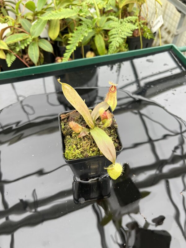 Wide Angle of Nepenthes ampullaria x hamata | Borneo Exotics | BE-4631 | 20645