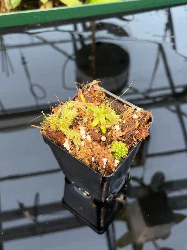 Wide Angle of Nepenthes appendiculata | Florae | Seed Grown | Florae Collaborative | FC-511.00 | 20440