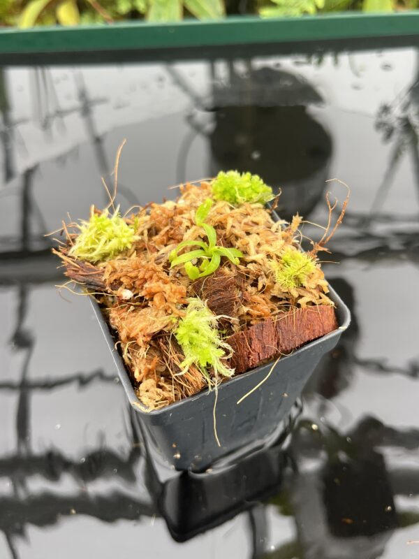 Wide Angle of Nepenthes appendiculata | Florae | Seed Grown | Florae Collaborative | FC-511.00 | 20699