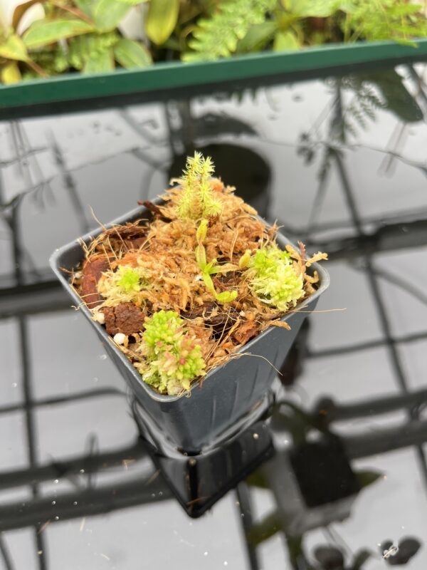 Wide Angle of Nepenthes appendiculata | Florae | Seed Grown | Florae Collaborative | FC-511.00 | 20700