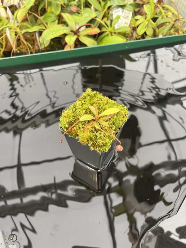 Wide Angle of Nepenthes argentii {Sibuyan, Philippines} | Best Carnivorous Plants | BCP-01 | 20564
