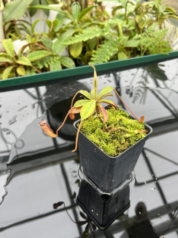 Wide Angle of Nepenthes argentii {Sibuyan, Philippines} | Best Carnivorous Plants | BCP-01 | 20697