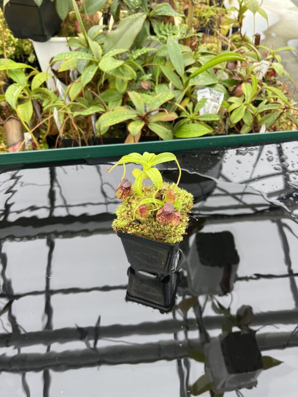 Wide Angle of Nepenthes aristolochioides x burkei | Borneo Exotics | BE-3832 | 20507