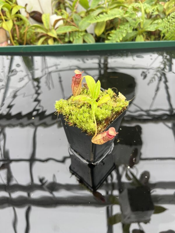 Wide Angle of Nepenthes aristolochioides x (flava x edwardsiana) | individual seedling (ISC) | Andreas Wistuba | AW-Nx_aristX(flavXed).1 | 20687