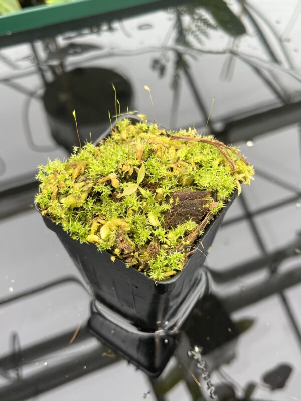 Wide Angle of Nepenthes attenboroughii {mix of clones, Victoria Peak, Palawan, Philippines, 1700m} | Best Carnivorous Plants | BCP-1320 | 20693