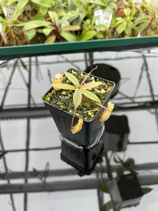 Wide Angle of Nepenthes bellii | Borneo Exotics | BE-3026 | 20377