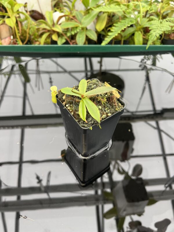 Wide Angle of Nepenthes bellii | Borneo Exotics | BE-3026 | 20617